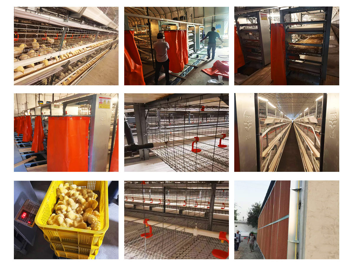 Stacked-Single-Broiler-Cage3.jpg
