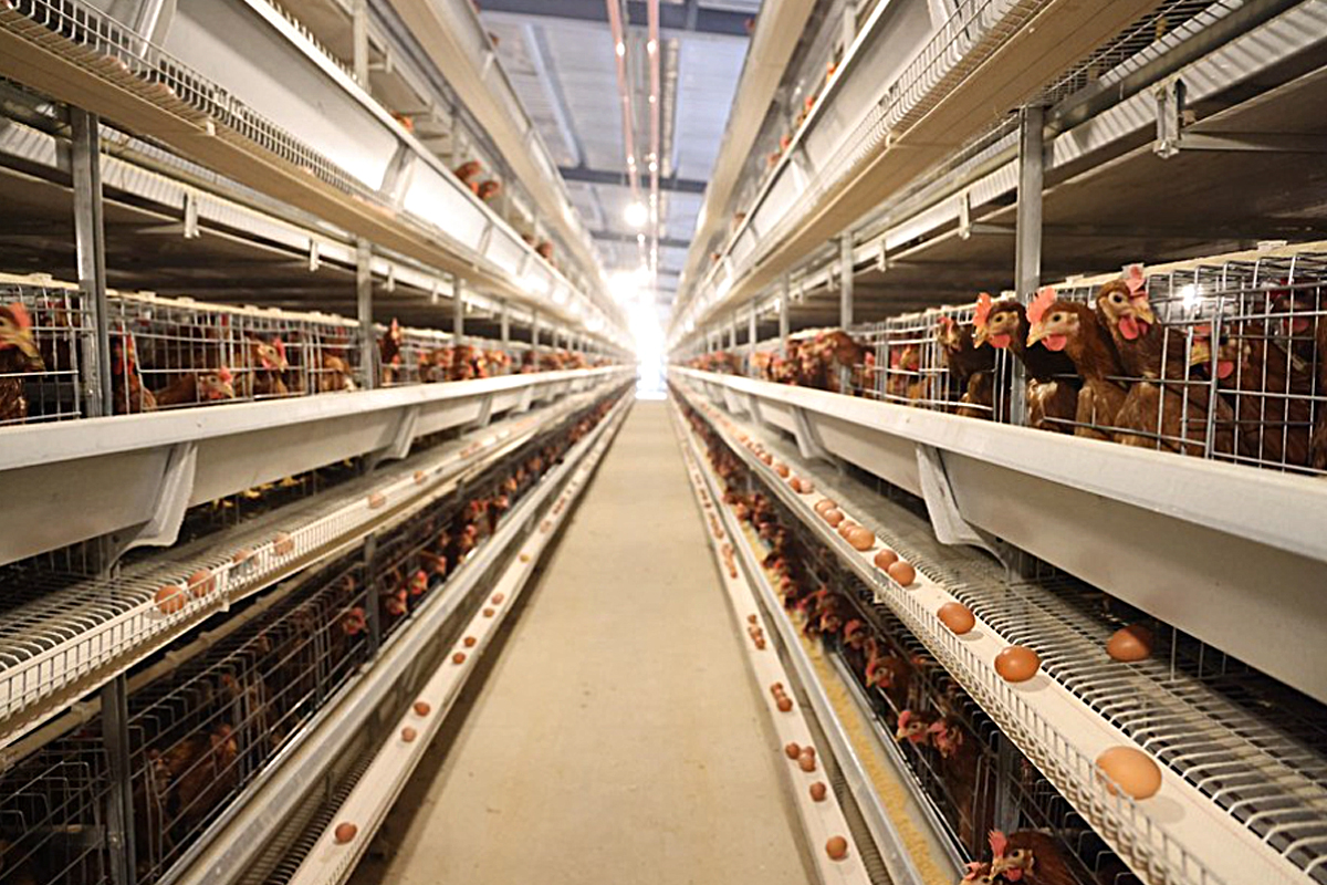 1770171762792745.jpg caselaying.jpg