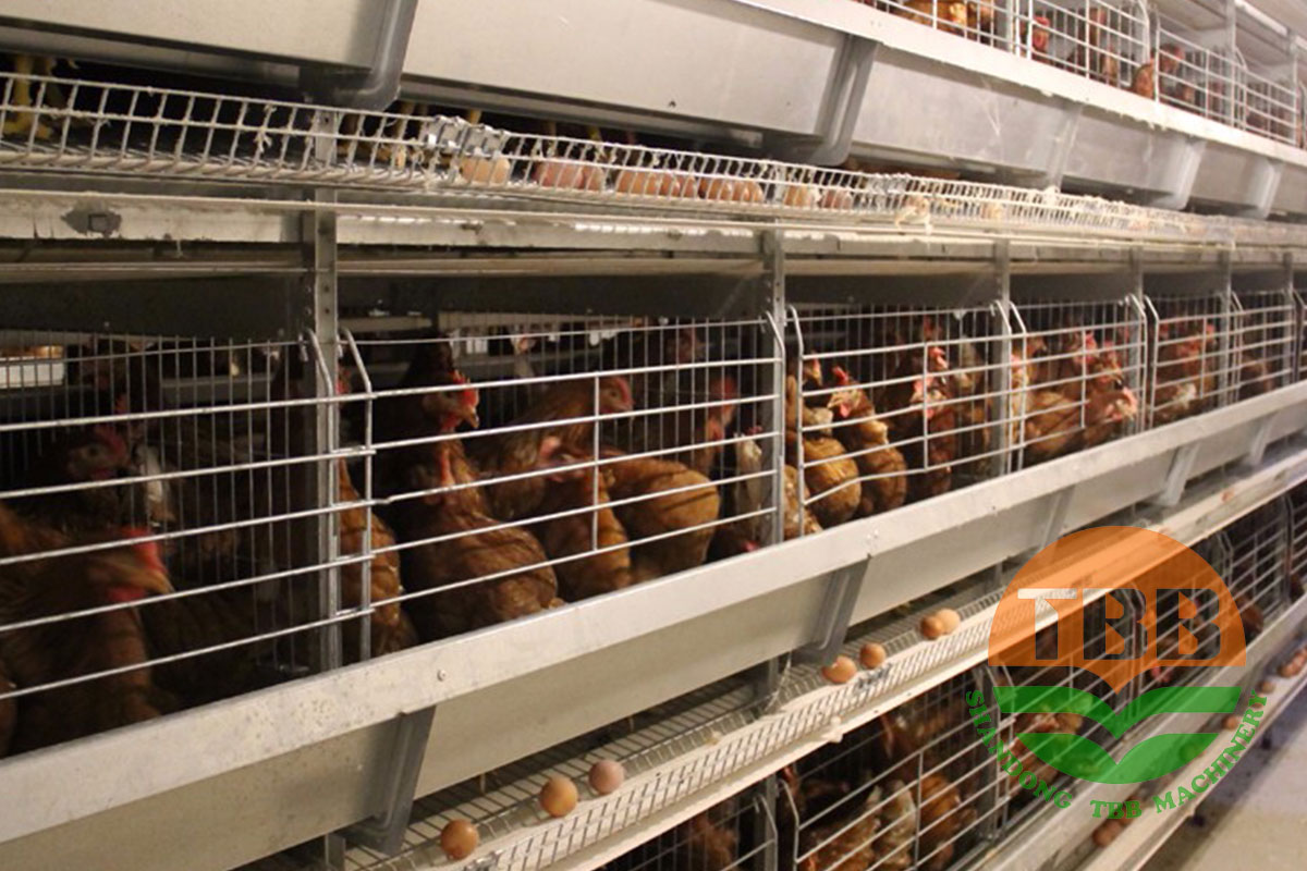 1770619384319537.jpg Laying-Hen.jpg