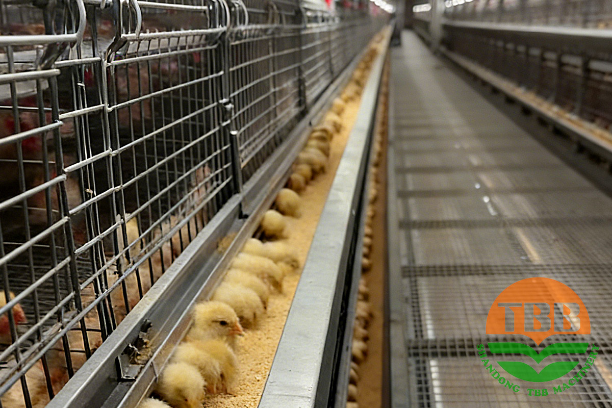 1770965407663178.jpg drinking-chicken-cage.jpg