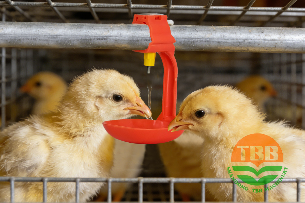 1770968392844498.jpg drinking-chicken-cage2.jpg